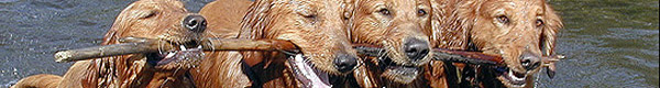 Banner photos by Kate Davis, Raptors of the Rockies. All rights reserved.